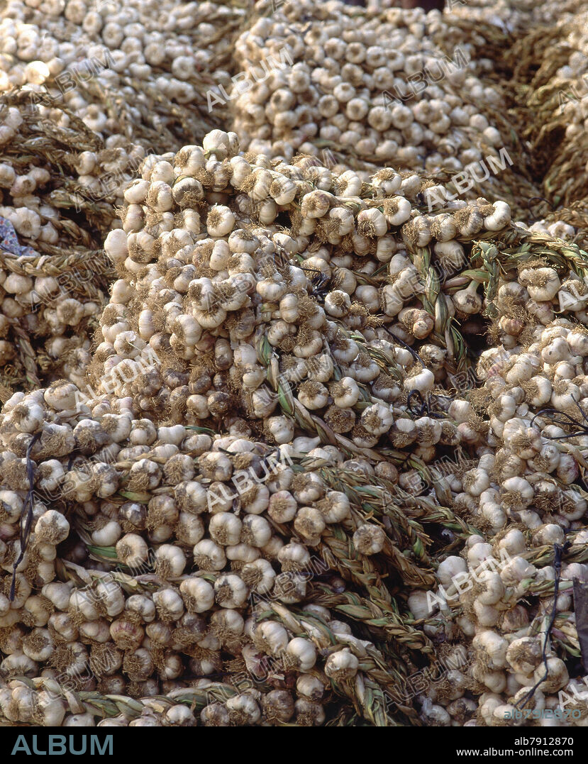 MONTONES DE RISTRAS DE AJOS PARA SU VENTA.