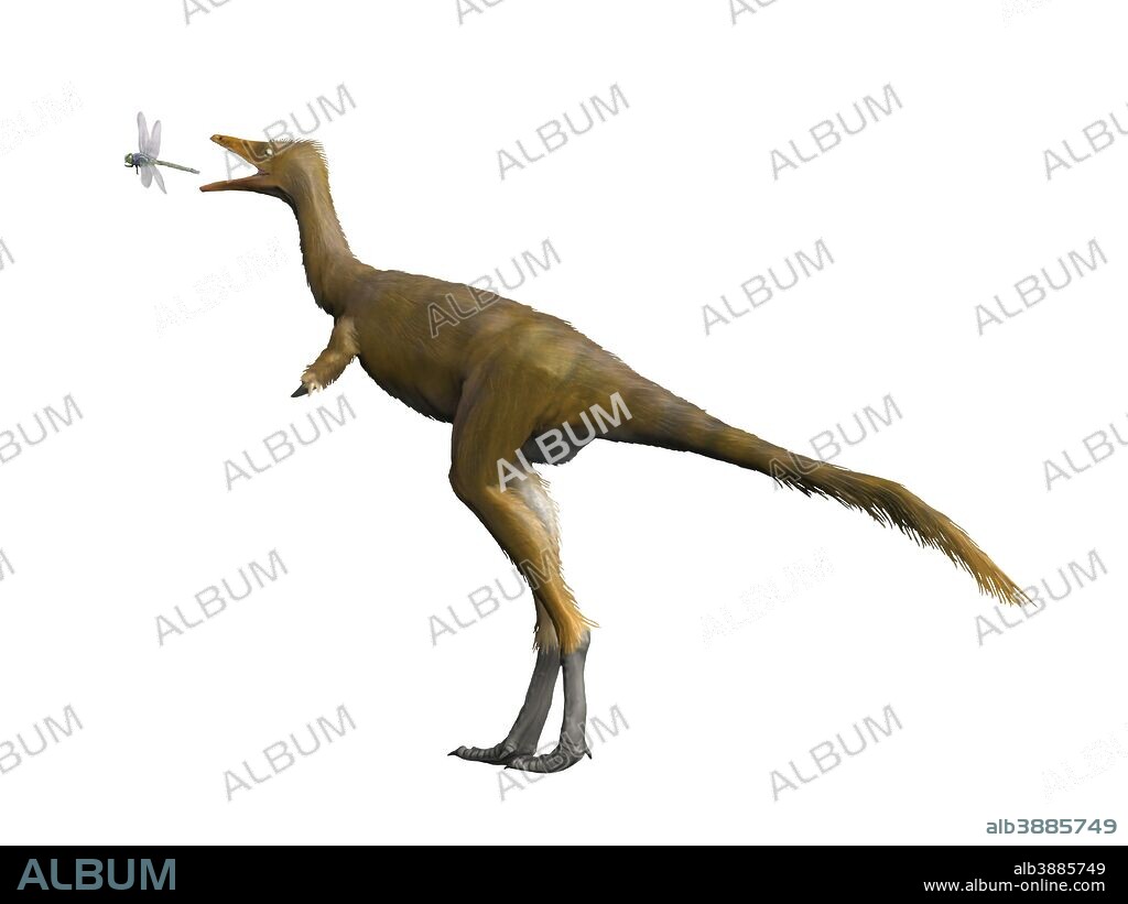 Shuvuuia dinosaur, white background.