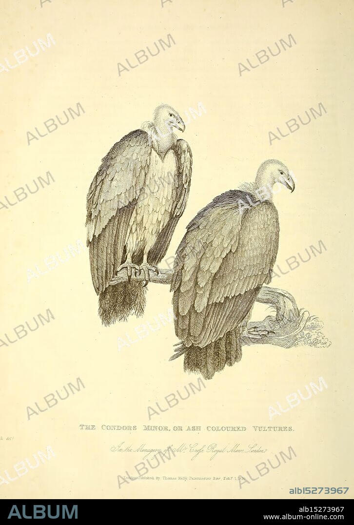 The wonders of the animal kingdom, London, T. Kelly, 1830, Great Britain, Vulture, Condor Zoo Animals, Menageries, Animal Behavior Popular Works, The illustration depicts two vultures, known as the Condor Megrim or Ash-Coloured Vultures, perched side by side. Their feathers are intricately detailed, showcasing a range of textures and patterns. Each bird has a strong, hooked beak, poised for scavenging. The setting is simple, with a faint suggestion of foliage or branches that provides a natural habitat. The title at the bottom identifies the subject while noting the contribution of its illustrator, highlighting the artistic representation of these majestic birds in their environment.