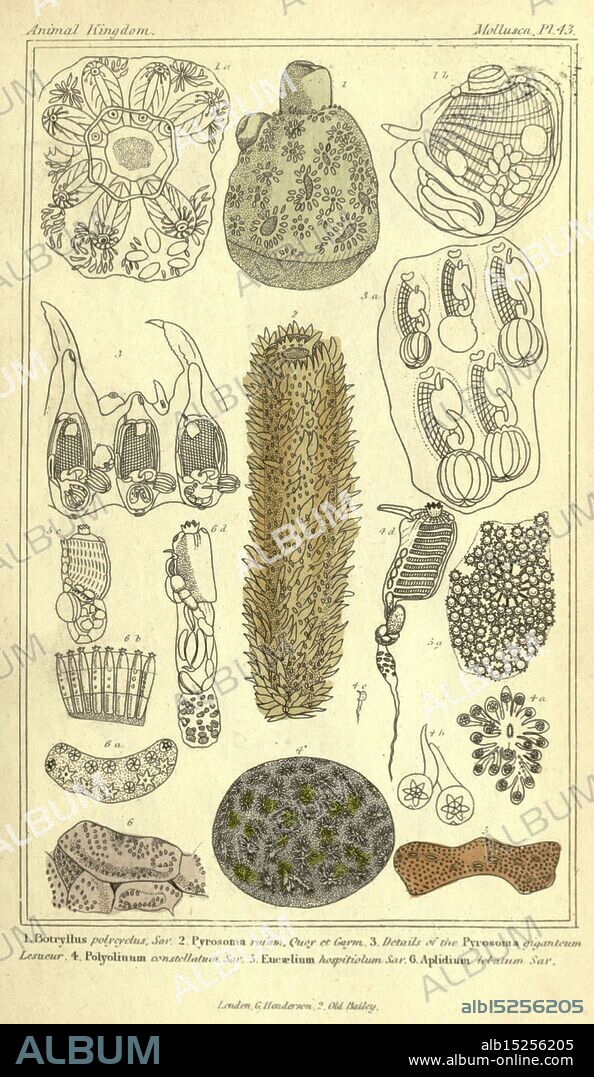 The animal kingdom, arranged according to its organization London, G. Henderson, 1834, London, London, This illustration features a collection of intricate and detailed representations of various microscopic organisms and botanical forms. Each specimen is labeled systematically, showcasing a diverse array of shapes and structures. The organisms include representations of Pyrosoma and other protozoa, characterized by their unique forms and textures. Surrounding flora and microscopic life are depicted with an emphasis on their organic patterns and forms, highlighting the complexity and diversity of the microscopic world. This scientific depiction serves as an exploration of the Animal Kingdom, emphasizing the beauty and intricacy found in nature's smaller dimensions.