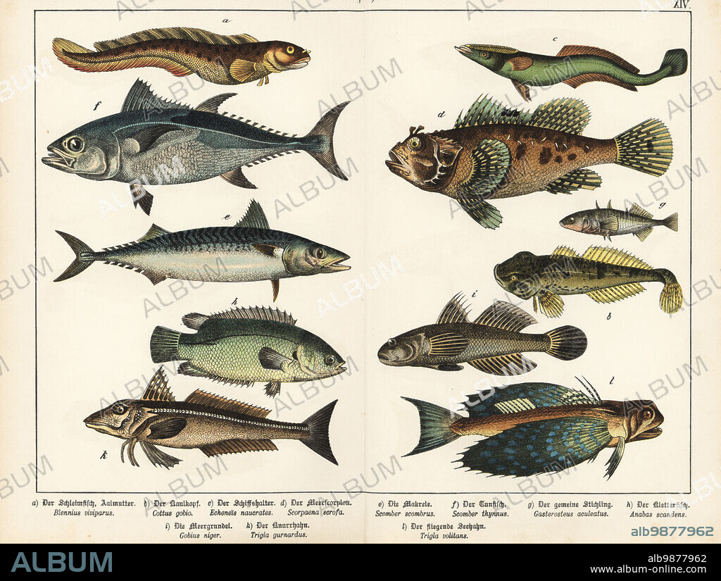 Viviparous eelpout, Zoarces viviparus a, European bullhead, Cottus gobio b, live sharksucker, Echeneis naucrates c, red scorpionfish, Scorpaena scrofa d, Atlantic mackerel, Scomber scombrus e, Atlantic bluefin tuna, Thunnus thynnus f, three-spined stickleback, Gasterosteus aculeatus g, climbing perch, Anabas testudineus h, black goby, Gobius niger i, grey gurnard, Eutrigla gurnardus k, flying gurnard, Dactylopterus volitans l. Chromolithograph from Gotthilf Heinrich von Schubert's Natural History of Animal Kingdoms for School and Home (Naturgeschichte des Tierreichs fur Schule und Haus), Schreiber, Munich, 1886.