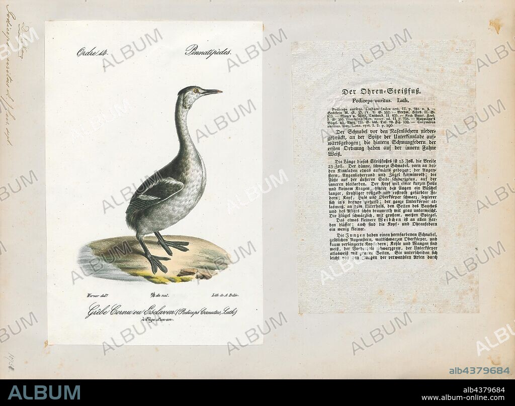 Podiceps auritus, Print, The horned grebe or Slavonian grebe (Podiceps auritus) is a relatively small waterbird in the family Podicipedidae. There are two known subspecies: P. a. auritus, which breeds in Eurasia, and P. a. cornutus, which breeds in North America. The Eurasian subspecies is distributed over most of northern Europe and Asia, breeding from Greenland to western China. The North American subspecies spans most of Canada and some of the United States. The species got its name from large patches of yellowish feathers located behind the eyes, called "horns.