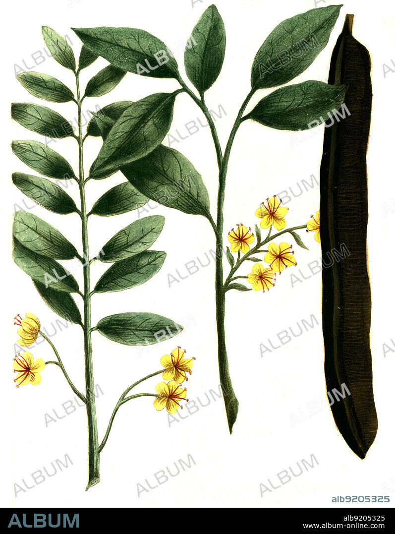 Cassia fistula, Röhren-Kassie oder Röhrenkassie und Cassia egyptiaca, ägyptische Kassie, Digital retuschierte Illustration aus Phytanthoza iconographica von Johann Wilhelm Weinmann, Maler Bartholomäus Seutter und Kupferstecher Johann Jakob Haid und Johann Elias Ridinger, 1740 / Digitally retouched illustration from Phytanthoza iconographica by Johann Wilhelm Weinmann, painter Bartholomäus Seutter and engravers Johann Jakob Haid and Johann Elias Ridinger, 1740.