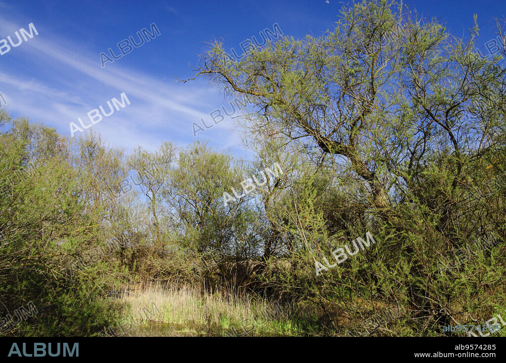 Taray, tamarix canariensis, parque nacional Tablas de Daimiel, Ciudad Real, Castilla-La Mancha, españa, europa.