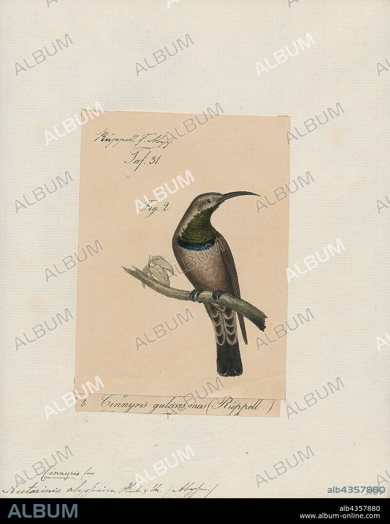 Nectarinia habessynica, Print, Nectarinia is a genus of birds in the sunbird family, Nectariniidae. What species belong to it has been highly contentious for many decades. Towards the late 20th century, the dominant trend was to use it to group all "typical" sunbirds. More recently taxonomists have divided the Nectarinia into eight genera which are now considered distinct from Nectarinia: Leptocoma, Anabathmis, Chalcomitra, Cinnyris, Cyanomitra, Dreptes, Anthobaphes, and Drepanorhynchus., 1835.