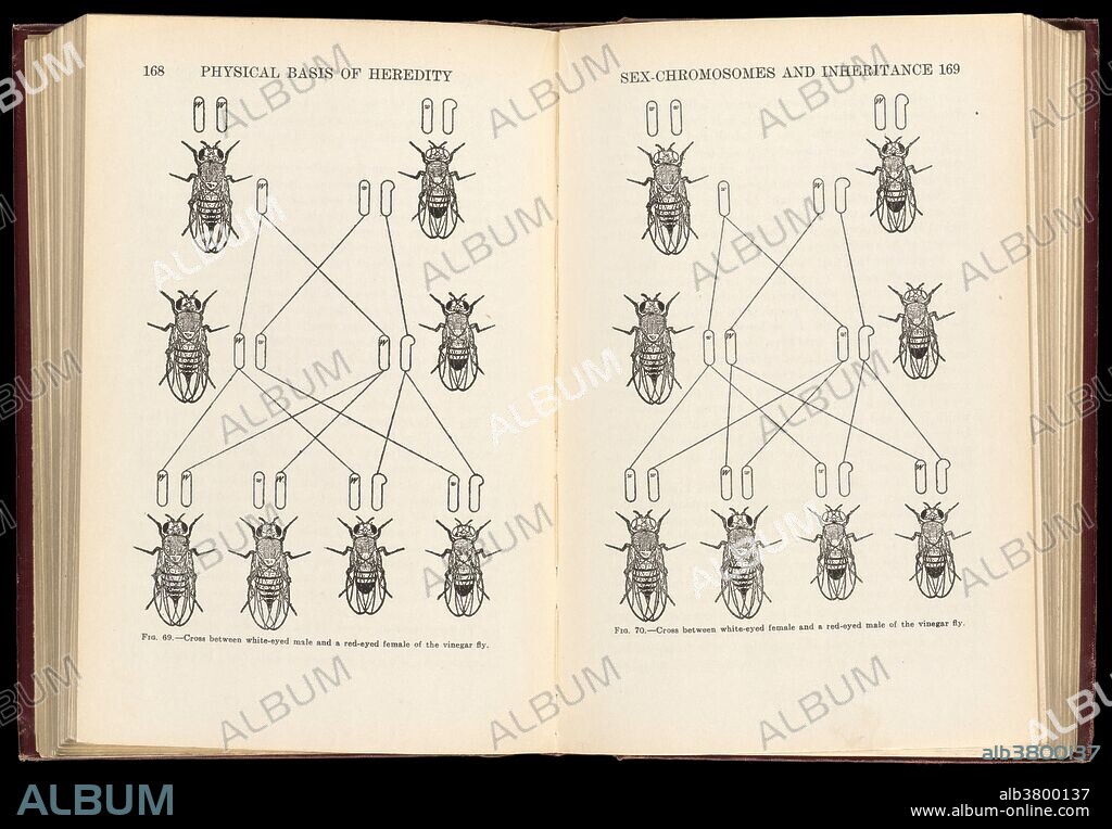 Cross between white-eyed male and red-eyed female of the vinegar fly. From "The physical basis of heredity" by Thomas Hunt Morgan, 1919. Thomas Hunt Morgan (1866-1945) was the recipient of the 1933 Nobel Prize in Medicine for his discoveries of the role played by chromosomes in heredity. Morgan received his Ph.D. in 1890 at Johns Hopkins University. The work that received the prize was completed over a 17-year period at Columbia University by Morgan and his students, commencing in 1910 with his discovery of the white-eyed mutation in the fruit fly, Drosophila. This led to the discovery of sex-linked inheritance, allowing chromosomes to be identified as the carriers of the hereditary material.