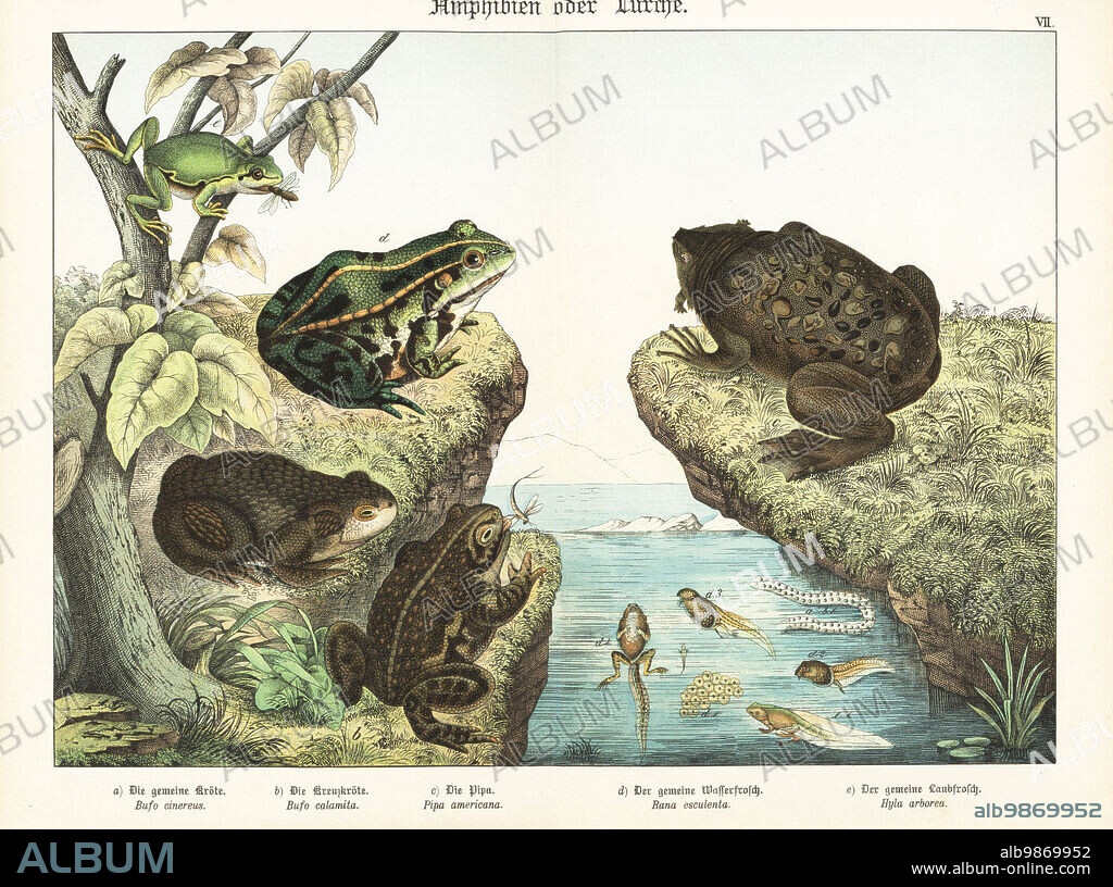 Common toad, Bufo bufo a, natterjack toad, Epidalea calamita b, common Surinam toad with young in its back, Pipa pipa c, edible frog with tadpoles, Pelophylax esculentus d, and European tree frog, Hyla arborea e. Chromolithograph from Gotthilf Heinrich von Schubert's Natural History of Animal Kingdoms for School and Home (Naturgeschichte des Tierreichs fur Schule und Haus), Schreiber, Munich, 1886.