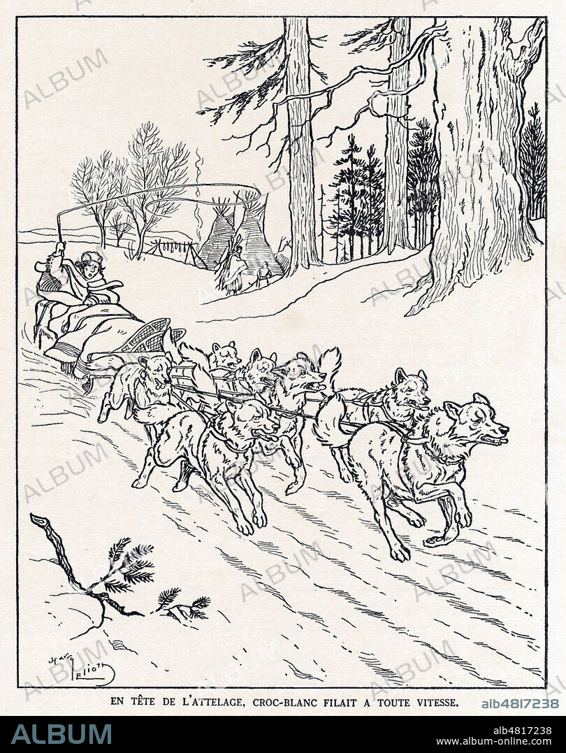 En tete de l'attelage, Croc-Blanc filait a toute vitesse (Chap. XV). Illustration de 1935 par Harry ELLIOT (1882-1959) pour Croc-Blanc de Jack LONDON (1876-1916). ADAGP. Credit : Collection Dom/Kharbine-Tapabor.