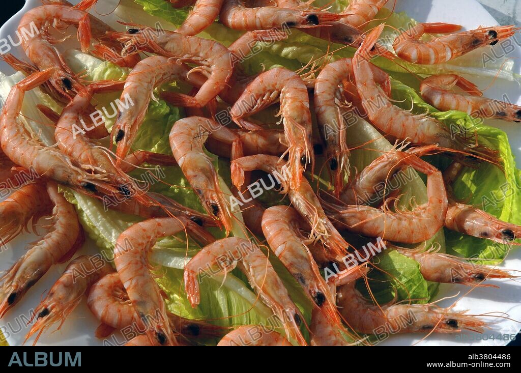 Typical prawns, Huelva, Region of Andalusia, Spain, Europe.