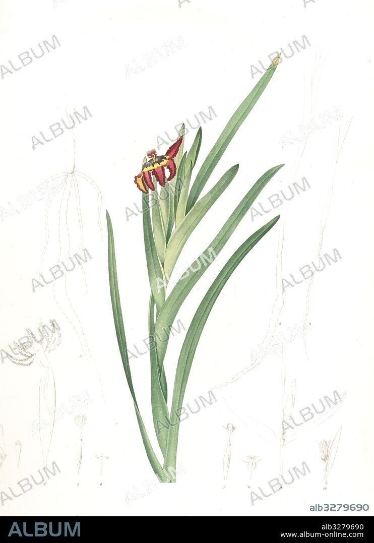 Ferraria Ferrariola, Ferrarie ferrariole, Redouté, Pierre Joseph, 1759-1840, les liliacees, 1802 - 1816.