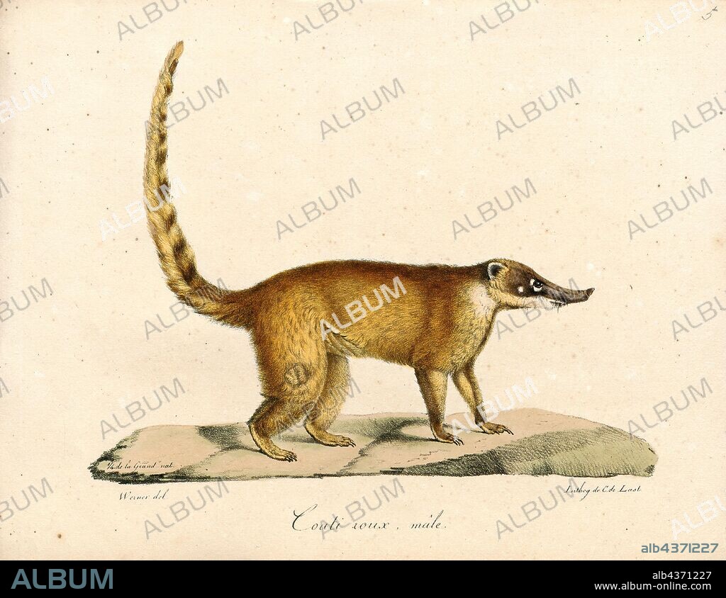 Nasua rufa, Print, Nasua is a genus of coatis of the family Procyonidae. Two additional species of coatis, commonly known as mountain coatis, are placed in the genus Nasuella., 1700-1880.