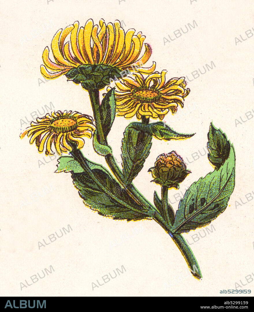 Medicinal plant Elecampane, Inula helenium, horse-heal or elfdock  /  Heilpflanze Echter Alant, Inula helenium, Pflanze aus der Familie der Korbblütler, bereits seit der Antike als Heil- und Gewürzpflanze verwendet, Historisch, historical, digital improved reproduction of an original from the 19th century / digitale Reproduktion einer Originalvorlage aus dem 19. Jahrhundert.