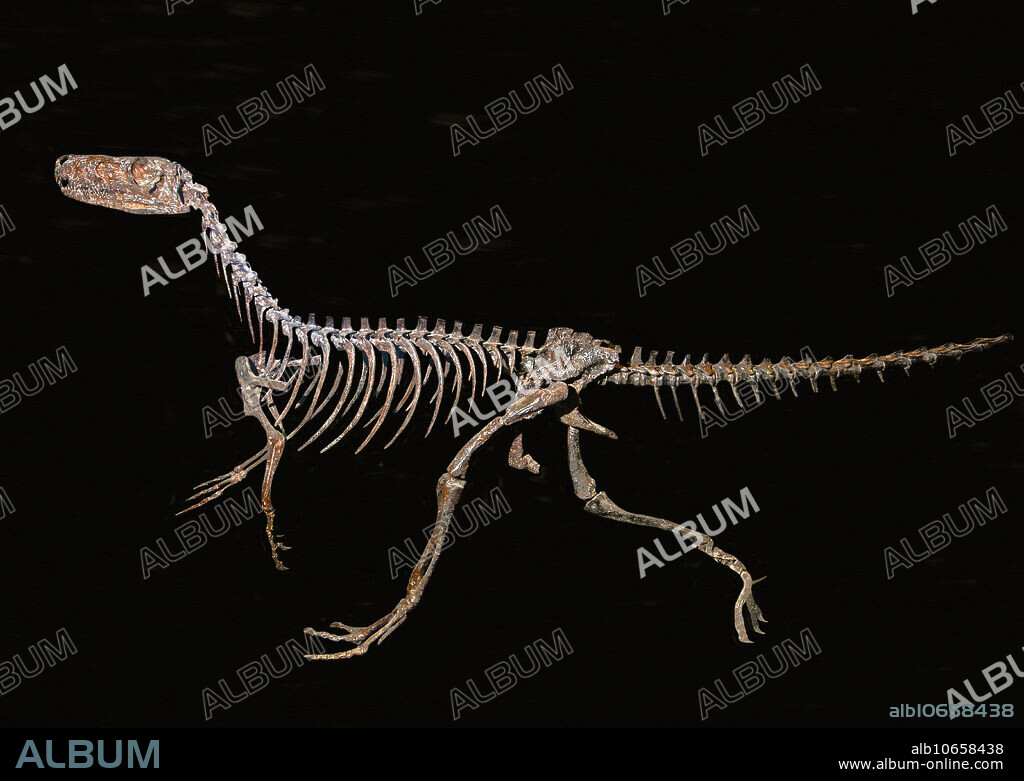 Herrerasaurus (Herrerasaurus ischigualastensis)