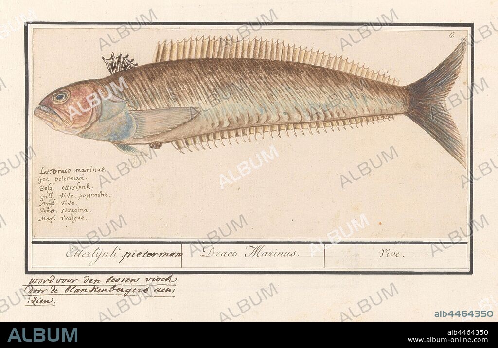 Perch (Perciformes), possibly a pieterman (Trachinus), Etterlijnk. pieterman / Draco Marinus. / Vive (title on object), A perch, possibly a pieterman. The resemblance to a pieterman caused by the later addition of the first dorsal fin with thorny fin rays. Numbered top right: 17. Bottom left the name in seven languages. Part of the sixth album with drawings of fish, shells and insects. Sixth of twelve albums with drawings of animals, birds and plants known around 1600, commissioned by Emperor Rudolf II. With explanation in Dutch, Latin and French, bony fishes: weever, Anselmus Boetius de Boodt, 1596 - 1610, paper, pencil, chalk, watercolor (paint), deck paint, ink, pen, h 149 mm × w 311 mm.