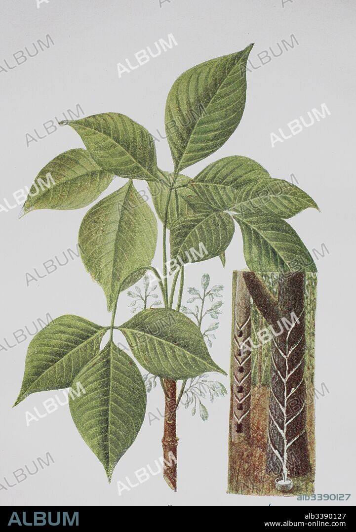 Hevea brasiliensis, the ParÃ¡ rubber tree, sharinga tree, seringueira, rubber tree, historical illustration, 1880.