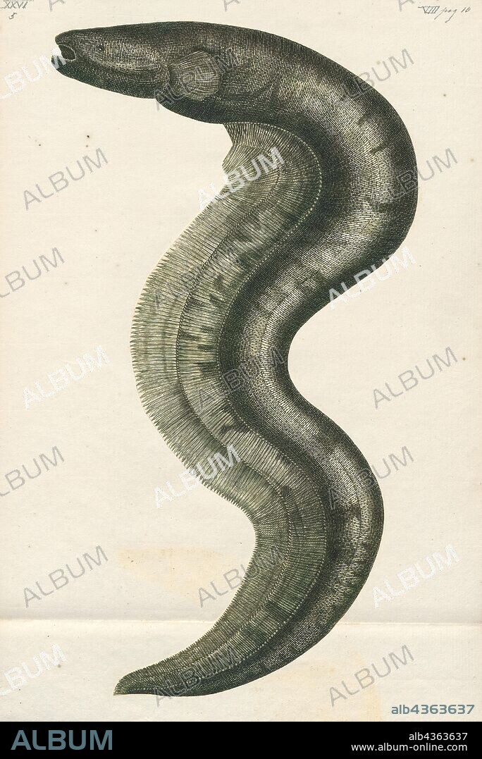 Gymnotus electricus, Print, Gymnotus is a genus of Neotropical freshwater fish in the family Gymnotidae found widely in South America, Central America and southern Mexico (36th parallel south to 18th parallel north). The greatest species richness is found in the Amazon basin.They are sometimes referred to by the English name banded knifefish, although this typically is reserved for the most widespread species, G. carapo. Overall Gymnotus is the most widespread genus in the order Gymnotiformes.