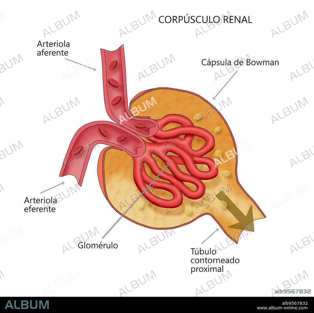 Renal Corpuscle. Kidney glomerulus anatomy. Diagram shows the afferent arteriole, bowman's capsule, efferent arteriole, and proximal convoluted tubule.