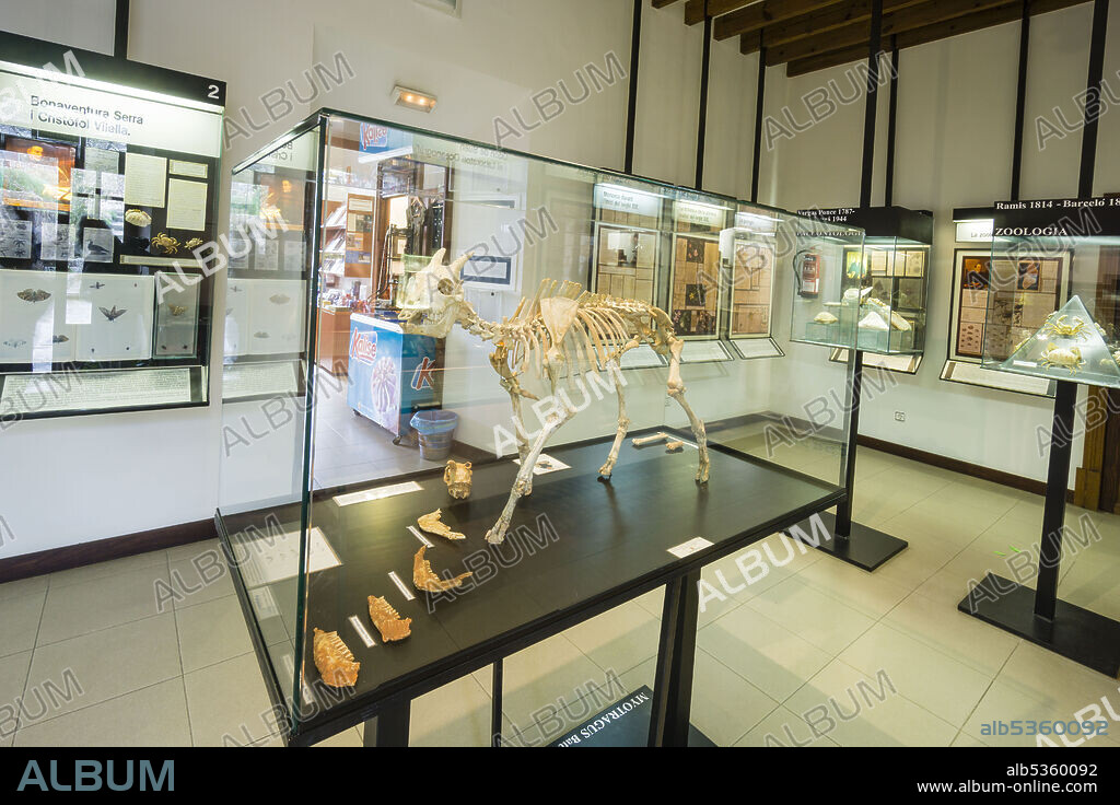 Myotragus balearicus (en griego, "cabra-rata de las Baleares"), Museu Balear de Ciències Naturals (MBCN), Soller, Mallorca, balearic islands, spain, europe.