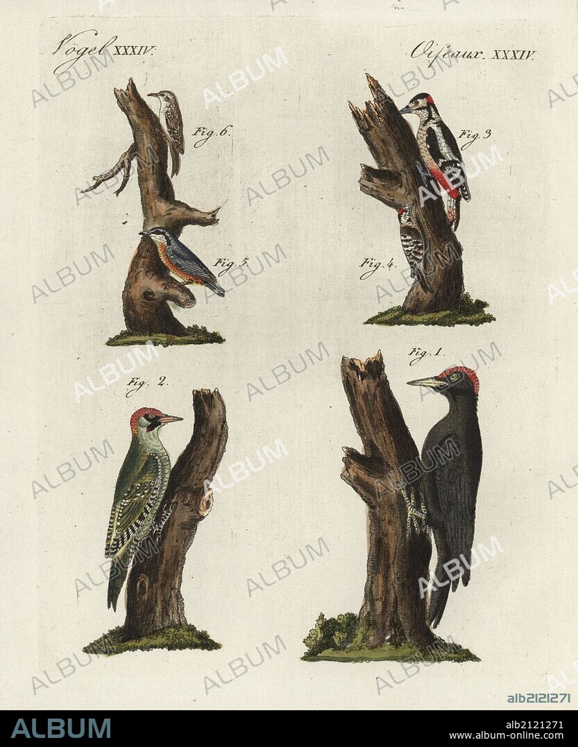 Black woodpecker, Dryocopus martius 1, European green woodpecker, Picus viridis 2, great spotted woodpecker, Dendrocopos major 3, lesser spotted woodpecker, Dendrocopos minor 4, Eurasian nuthatch, Sitta europaea 5, and treecreeper, Certhia familiaris 6.