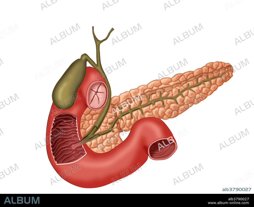 Illustration of gallbladder with bile ducts and pancreatic duct (all green), the pancreas (pinkish-orange), and duodenum (pink). The duodenum is cutaway to show the common bile duct ending in the sphincter of Oddi and the major duodenal papilla.