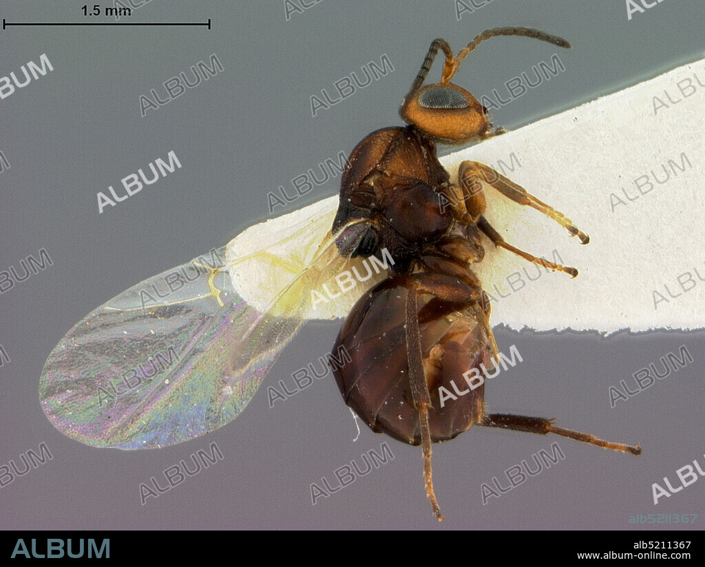 Santa Ana, Sonora, Mexico, Callirhytis sonorae Weld, 1944, Animalia, Arthropoda, Insecta, Hymenoptera, Cynipidae, Cynipinae.