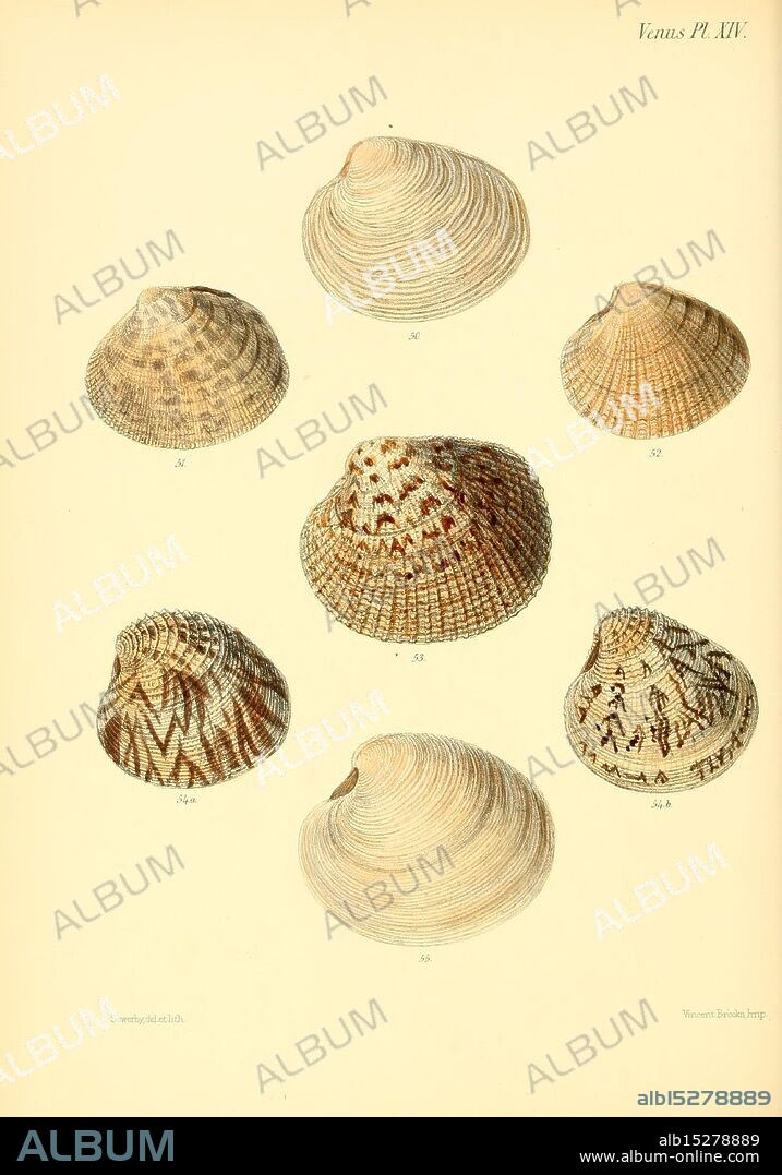 Conchologia Iconica, or Illustrations of the Shells of Molluscous Animals, London, Reeve Brothers, 1843-1878, Mollusks, Pictorial Works, Shells, A collection of intricately detailed seashells arranged in a visually appealing manner. Each shell displays unique patterns and textures, showcasing the diversity of Nature's designs. The specimens include various species, characterized by their distinct shapes and ornamental features, with some exhibiting fine ridges and intricate line work. The shells are numbered for reference, indicating a systematic study of these marine treasures. The background emphasizes their natural beauty, highlighting the elaborate details that make each shell unique.