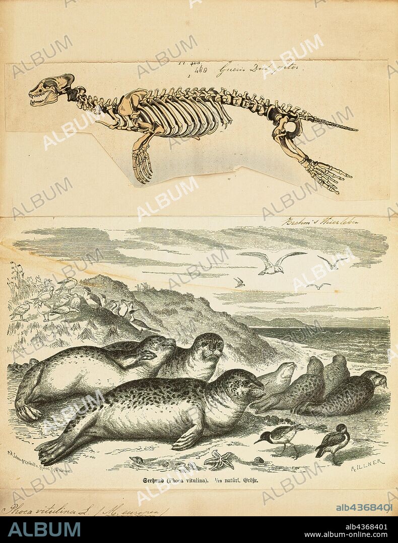 Phoca vitulina, Print, The harbor (or harbour) seal (Phoca vitulina), also known as the common seal, is a true seal found along temperate and Arctic marine coastlines of the Northern Hemisphere. The most widely distributed species of pinniped (walruses, eared seals, and true seals), they are found in coastal waters of the northern Atlantic and Pacific Oceans and the Baltic and North Seas., 1700-1880.