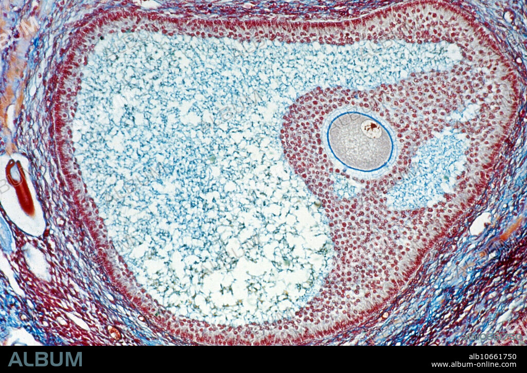 Light micrograph showing human female graafian follicle, also called a secondary follicle or vesicular ovarian follicle.