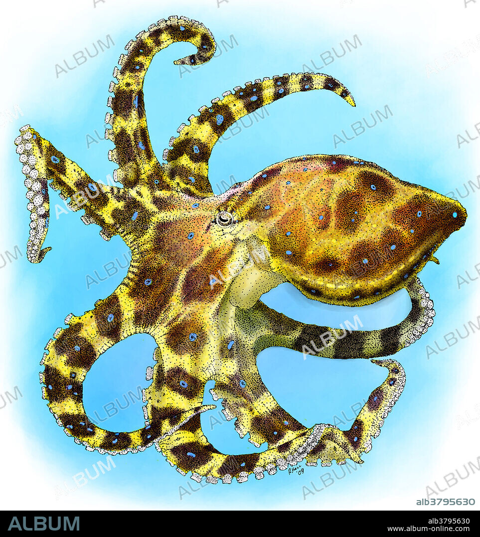 Illustration of a Blue-Ringed Octopus (Hapalochlaena lunulata), a poisonous mollusk found in Australia.