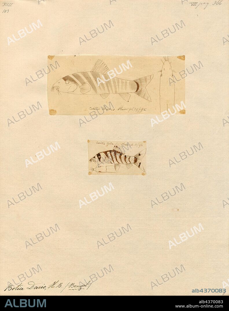 Botia dario, Print, Botia dario (Bengal loach or queen loach) is a species of fish in the loach family Botiidae found in the Brahmaputra and Ganges basins in Bangladesh, Bhutan and north India. The species is overall common in widespread., 1700-1880.