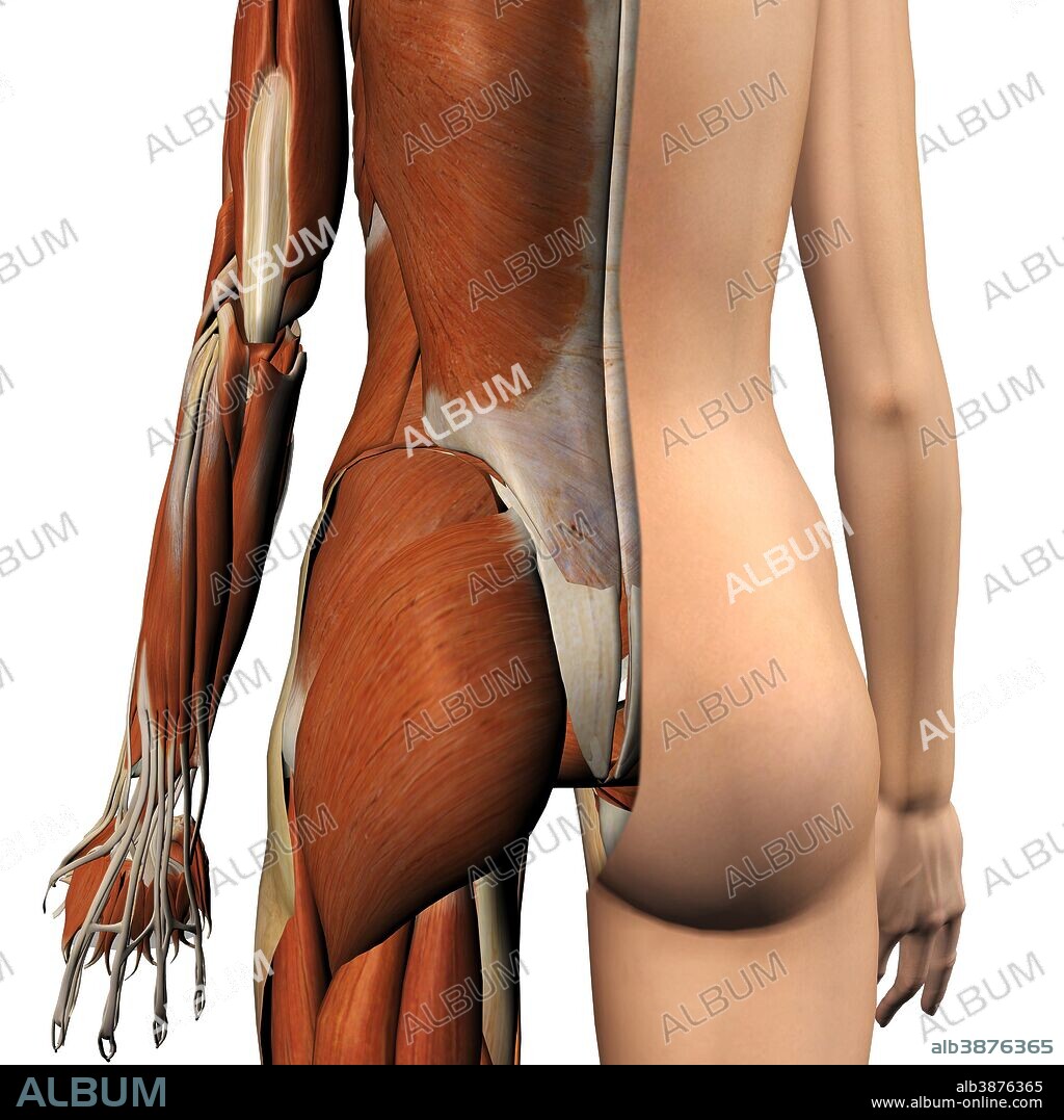 Female muscles, split skin layer, rear view on white bckground.
