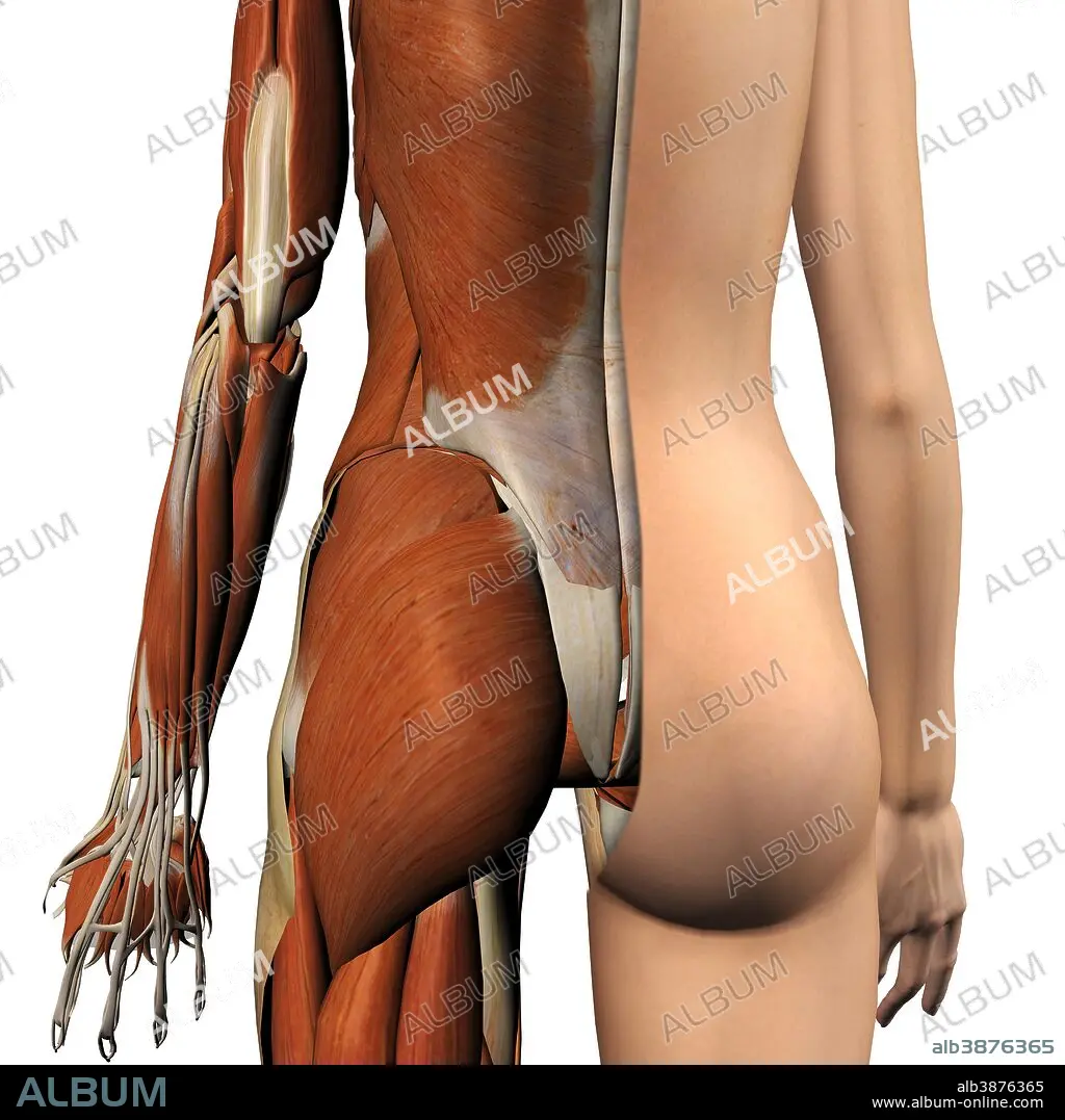 Female muscles, split skin layer, rear view on white bckground