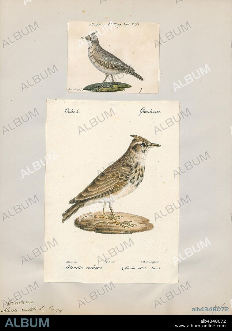 Alauda cristata, Print, The crested lark (Galerida cristata) is a species of lark distinguished from the other 81 species of lark by the crest of feathers that rise up in territorial or courtship displays and when singing. Common to mainland Europe, the birds can also be found in northern Africa and in parts of western Asia and China. It is a non-migratory bird, but can occasionally be found as a vagrant in Great Britain., 1700-1880.