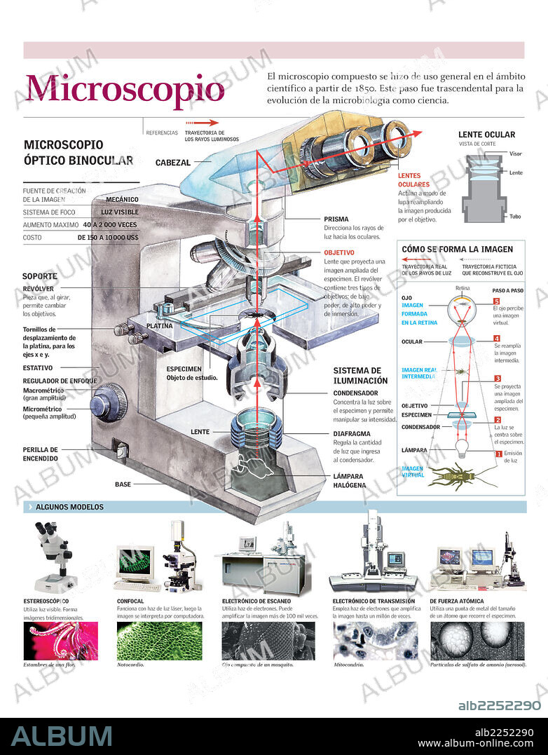 MICROSCOPIO. Infografía del funcionamiento de un microscopio óptico binocular y diferentes modelos de microscopios.