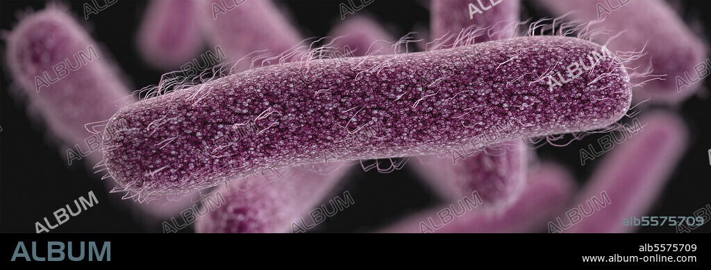 3D illustration of a number of rod-shaped, drug-resistant, Shigella bacteria. This artistic recreation is based upon scanning electron microscopic (SEM) imagery. The exterior of the Shigella bacterium is fimbriated, covered by numerous thin, hair-like projections, imparting a furry appearance.