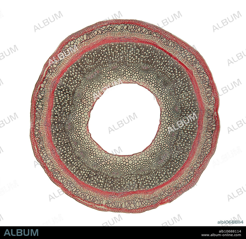 Transverse section of a honeysuckle stem. Honeysuckle (Lonicera periclymenum) is also known as Common Honeysuckle, European Honeysuckle and woodbine. Light micrograph of a section through the stem. The magnification is 32 times when printed 10 inches wide.