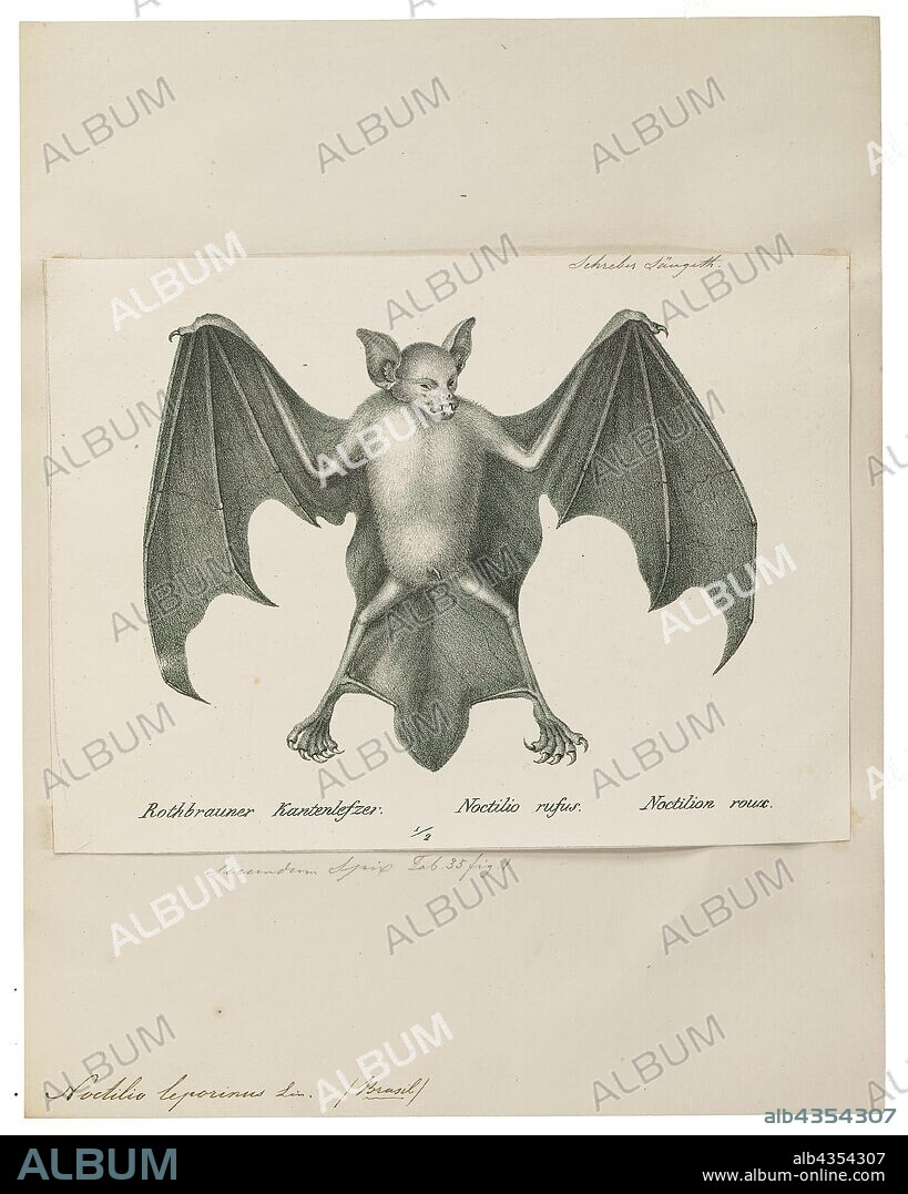 Noctilio leporinus, Print, The greater bulldog bat or fisherman bat (Noctilio leporinus) is a type of fishing bat native to Latin America (Spanish: Murciélago pescador). The bat uses echolocation to detect water ripples made by the fish upon which it preys, then uses the pouch between its legs to scoop the fish up and its sharp claws to catch and cling to it. It is not to be confused with the lesser bulldog bat, which, though belonging to the same genus, merely catches water insects, such as water striders and water beetles., 1700-1880.