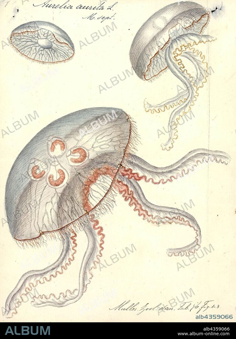 Aurelia aurita, Print, Aurelia aurita (also called the common jellyfish, moon jellyfish, moon jelly or saucer jelly) is a widely studied species of the genus Aurelia. All species in the genus are closely related, and it is difficult to identify Aurelia medusae without genetic sampling; most of what follows applies equally to all species of the genus. The most common method used to identify the species consists of selecting a jellyfish from a harbour using a device, usually a drinking glass and then photographing the subject. This means that they can be released in to the harbour shortly afterwards and return to their natural habitat.