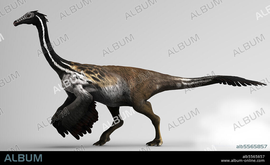 Gallimimus dinosaur on gray background.