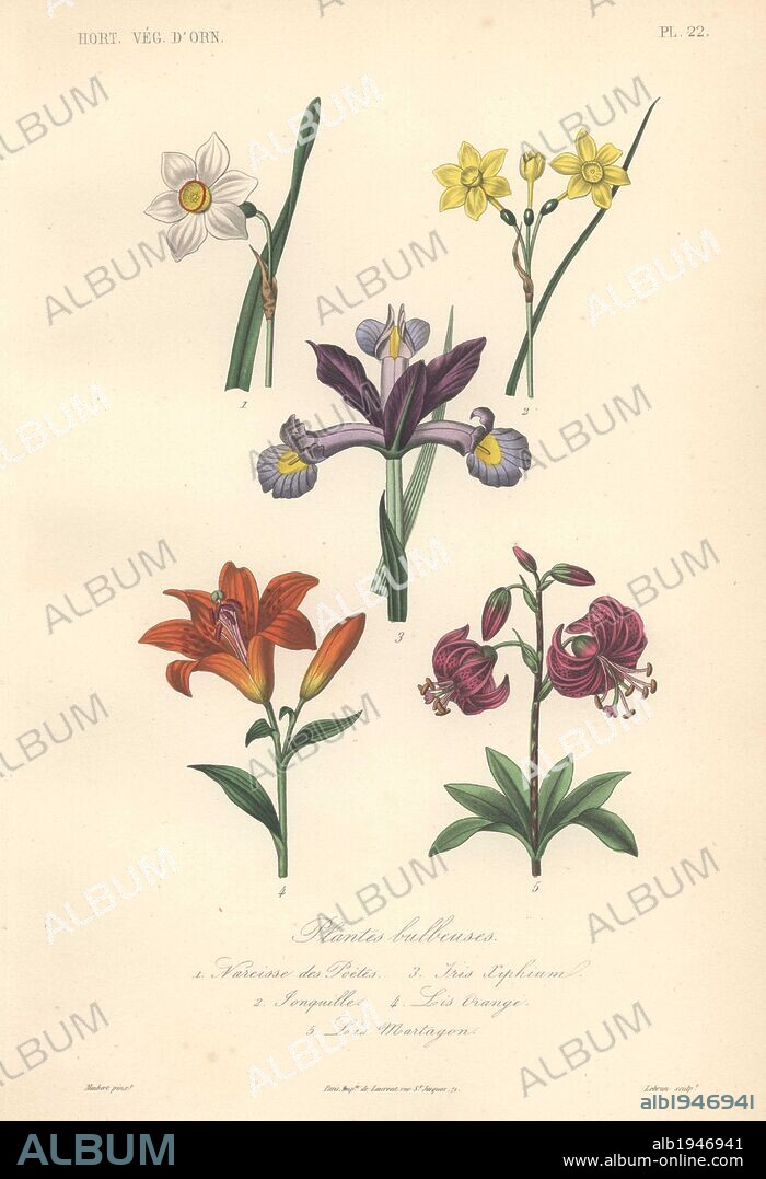 Five bulbous plants including white daffodil (Narcissus), yellow daffodil (Narcissus), purple iris (Iris germanica), orange lily (Lilium), and purple turk's cap lily (Lilium martagon).. . Plantes Bulbeuses: 1) Narcisse Des Poetes 2) Jonquille 3) Iris Aiphium 4) Lis Orange 5) Lis Martagon . . Handcolored lithograph drawn by Edouard Maubert from Herincq's "Le Regne Vegetal" 1865.