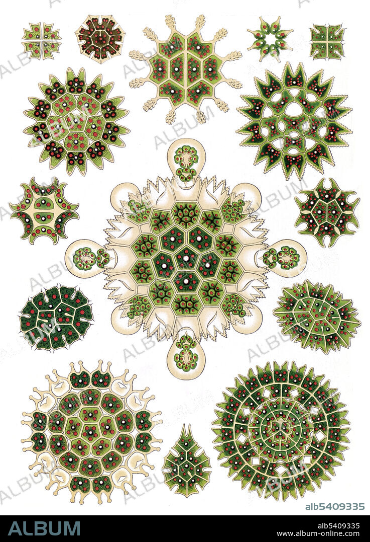 Melethallia (?). Illustration shows algae in the genus Pediastrum. Kunstformen der Natur (Art Forms in Nature) is a book of lithographic and halftone prints by Ernst Haeckel. It consists of 100 prints of various organisms, many of which were first described by Haeckel himself, translated from sketch to print by lithographer Adolf Giltsch. Ernst Haeckel (1834 - 1919) was a German biologist, naturalist, philosopher, physician, professor, marine biologist, and artist. Haeckel's identification key was not provided.