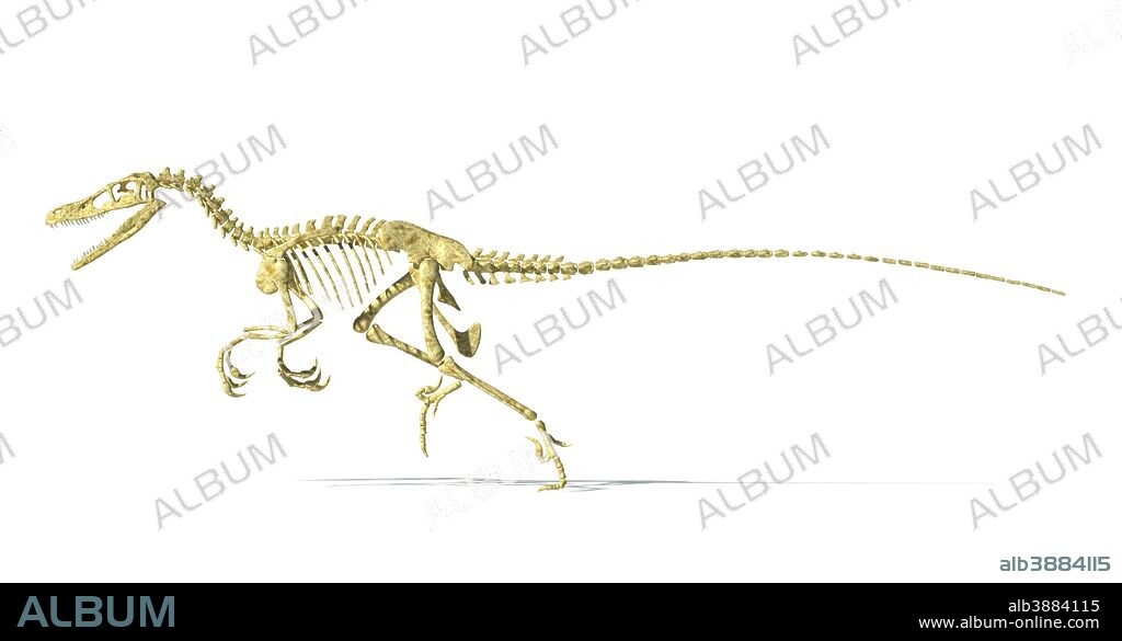 3D rendering of a Velociraptor dinosaur skeleton, side view.