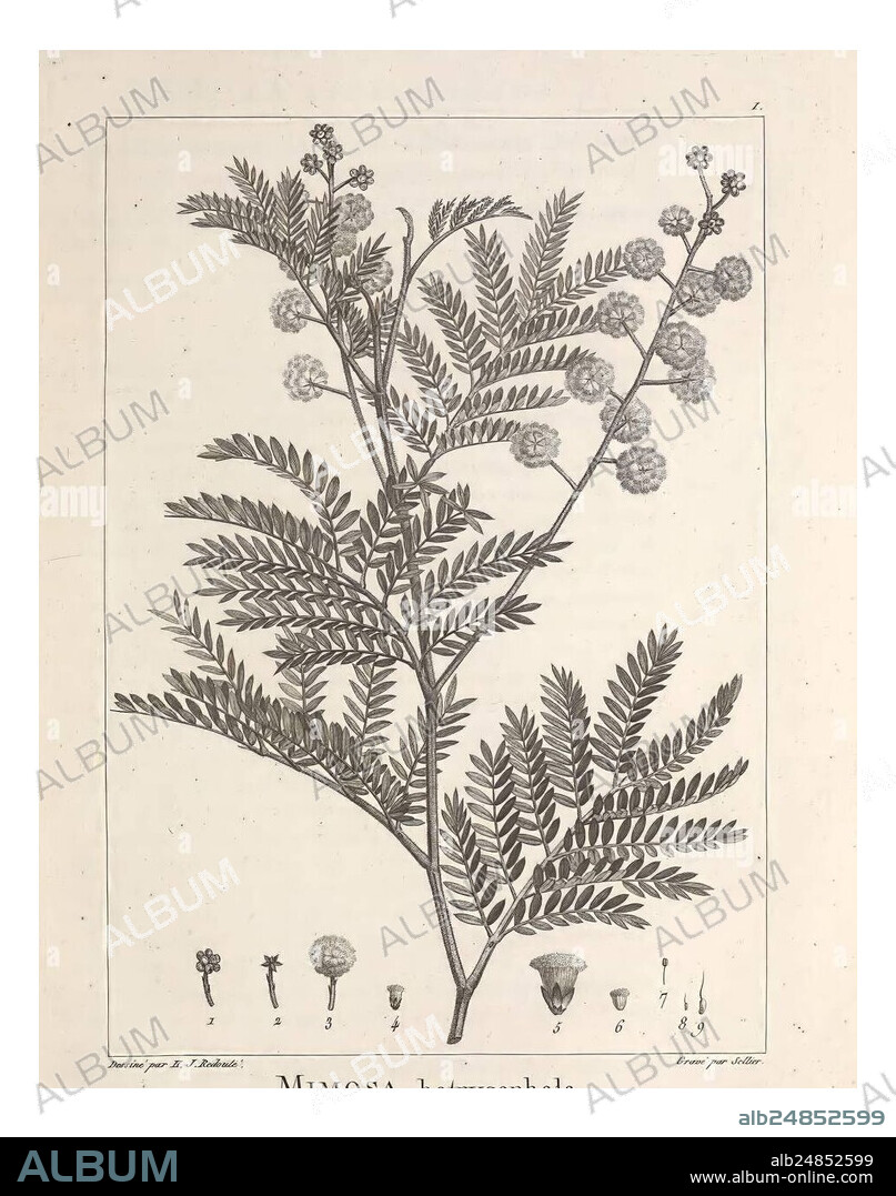 Description des plantes nouvelles et peu connues, A Paris, De l'imprimerie de Crapelet, an 8, [i.e. 1799 or 1800]. Botany, Pictorial works, This depiction features a detailed botanical illustration of the Mimosa botycephala plant. The intricate arrangement showcases the plant's delicate leaf structure and spherical flower clusters. Below the main illustration, smaller sketches provide additional views of the plant's distinctive features, including the leaflets and flower buds. Each element is meticulously drawn, emphasizing the elegance and complexity of the Mimosa species. The label at the bo