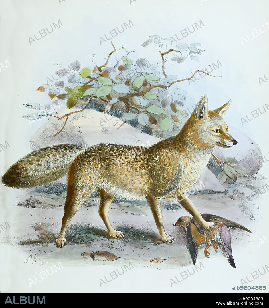 Schabrackenschakal, Lupulella mesomelas, Canis mesomelas, Historisch, historical, digital improved reproduction of an original from the 19th century / digital restaurierte Reproduktion einer Originalvorlage aus dem 19. Jahrhundert, genaues Originaldatum nicht bekannt.