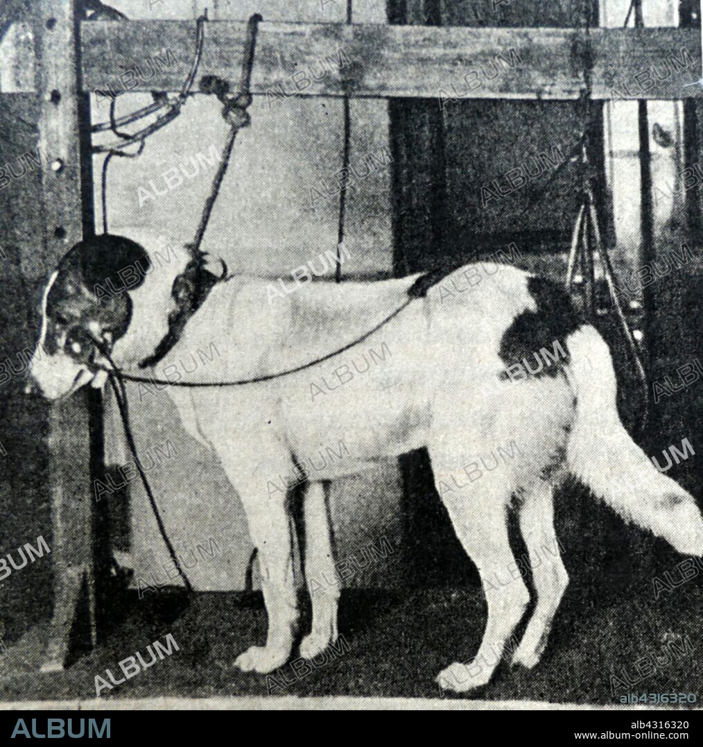 Classical conditioning (also known as Pavlovian or respondent conditioning) refers to a learning procedure in which a biologically potent stimulus (e.g. food) is paired with a previously neutral stimulus (e.g. a bell). In this photograph a dog is conditioned in the laboratory of Ivan Petrovich Pavlov (1849 - 1936), a Russian physiologist known primarily for his work in classical conditioning.