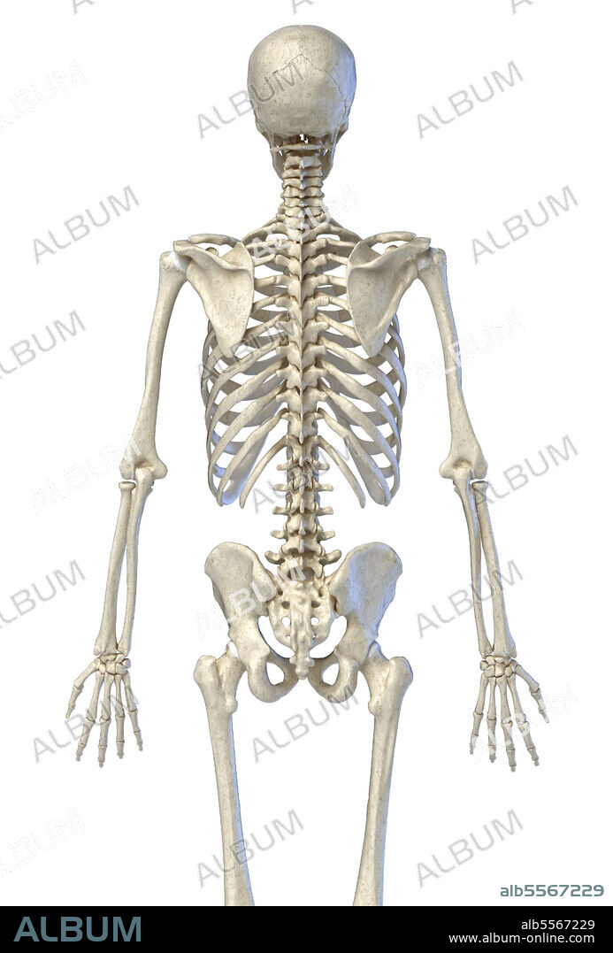 3D illustration of human skeletal system. Rear view on white background.