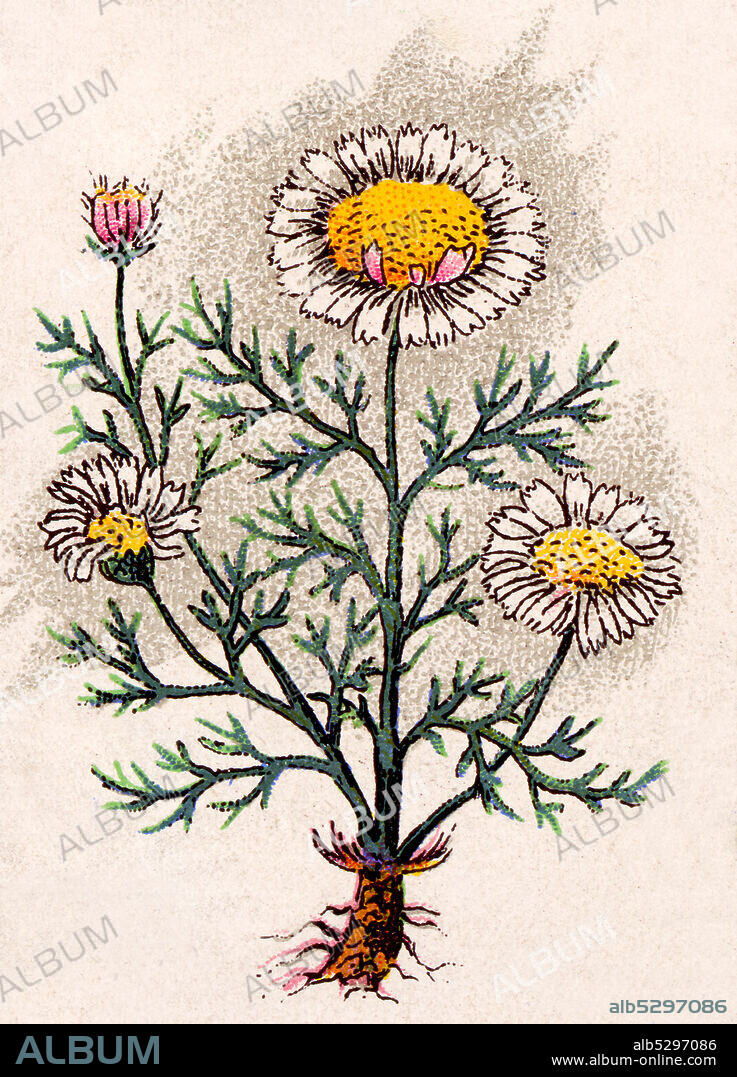 Medicinal plant Anacyclus  /  Heilpflanze Deutsche Bertram, Anacyclus officinarum, Volksmedizin als Tinktur gegen Zahnschmerzen, Munderkrankungen, Zungenlähmung und Einreibung bei Kältegefühlen, Krämpfen, Lähmungen und Ischias, Historisch, historical, digital improved reproduction of an original from the 19th century / digitale Reproduktion einer Originalvorlage aus dem 19. Jahrhundert.