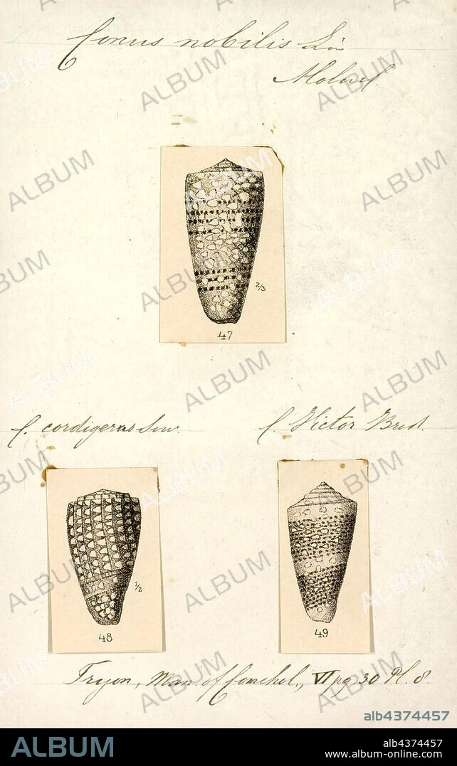 Conus nobulis, Print, Fossil Conus pelagicus from the Pliocene of Cyprus. Conus is a genus of predatory sea snails, or cone snails, marine gastropod mollusks in the family Conidae. Prior to 2009, cone snail species had all traditionally been grouped into the single genus Conus. However, Conus is now more precisely defined, and there are several other accepted genera of cone snails. For a list of the currently accepted genera, see Conidae.