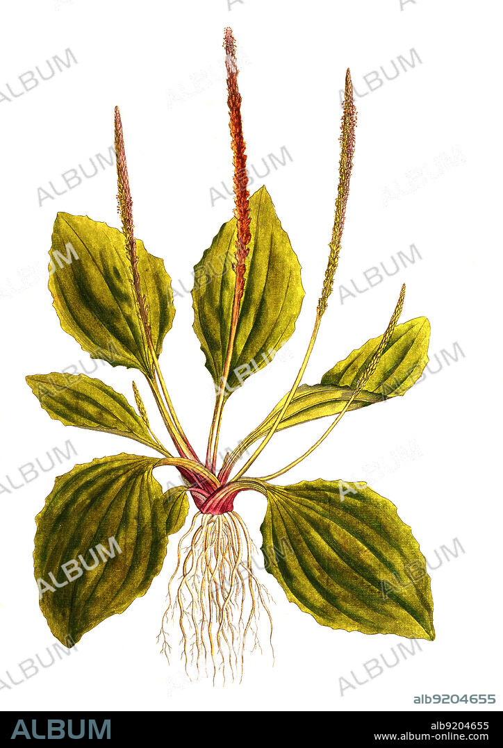 Breitwegerich, Plantago major, oder Breit-Wegerich, Großer Wegerich / Plantago major, the broadleaf plantain, white man's footprint, waybread, or greater plantain, historical, digital improved reproduction of an original from the 19th century / digital restaurierte Reproduktion einer Originalvorlage aus dem 19. Jahrhundert, genaues Originaldatum nicht bekannt.