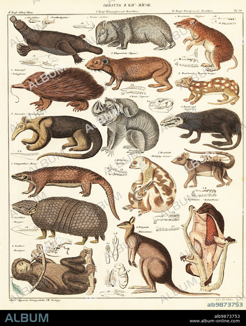 Varieties of marsupials. Ordnung II. Kau-Maeuse. 1 Platypus, Ornithorhynchus anatinus, 1 wombat, Vombatus ursinus, 1 bandicoot, 2 short-beaked echidna, Tachyglossus aculeatus, 2 rock hyrax, Procavia capensis, 2 quoll, Dasyurus mangei, 3 giant anteater, Myrmecophaga tridactyla, 3 koala, Phascolarctos cinereus, 3 red-tailed phascogale, Phascogale calura, 4 endangered pangolin, Manis species, 5 opossum, Balantia, Beutelratte, 4 Linnaeus's mouse opossum, Marmosa murina, 5 three-banded armadillo, Tolypeutes matacus, 6 brown-throated sloth, Bradypus variegatus, 4 extinct Grey's wallaby, Macropus greyi, Halmaturus and 5 Philippine colugo, Cynocephalus volans Handcoloured lithograph by Thomas Soltukon from Lorenz Oken's Universal Natural History, Allgemeine Naturgeschichte fur alle Stande, Stuttgart, 1841.